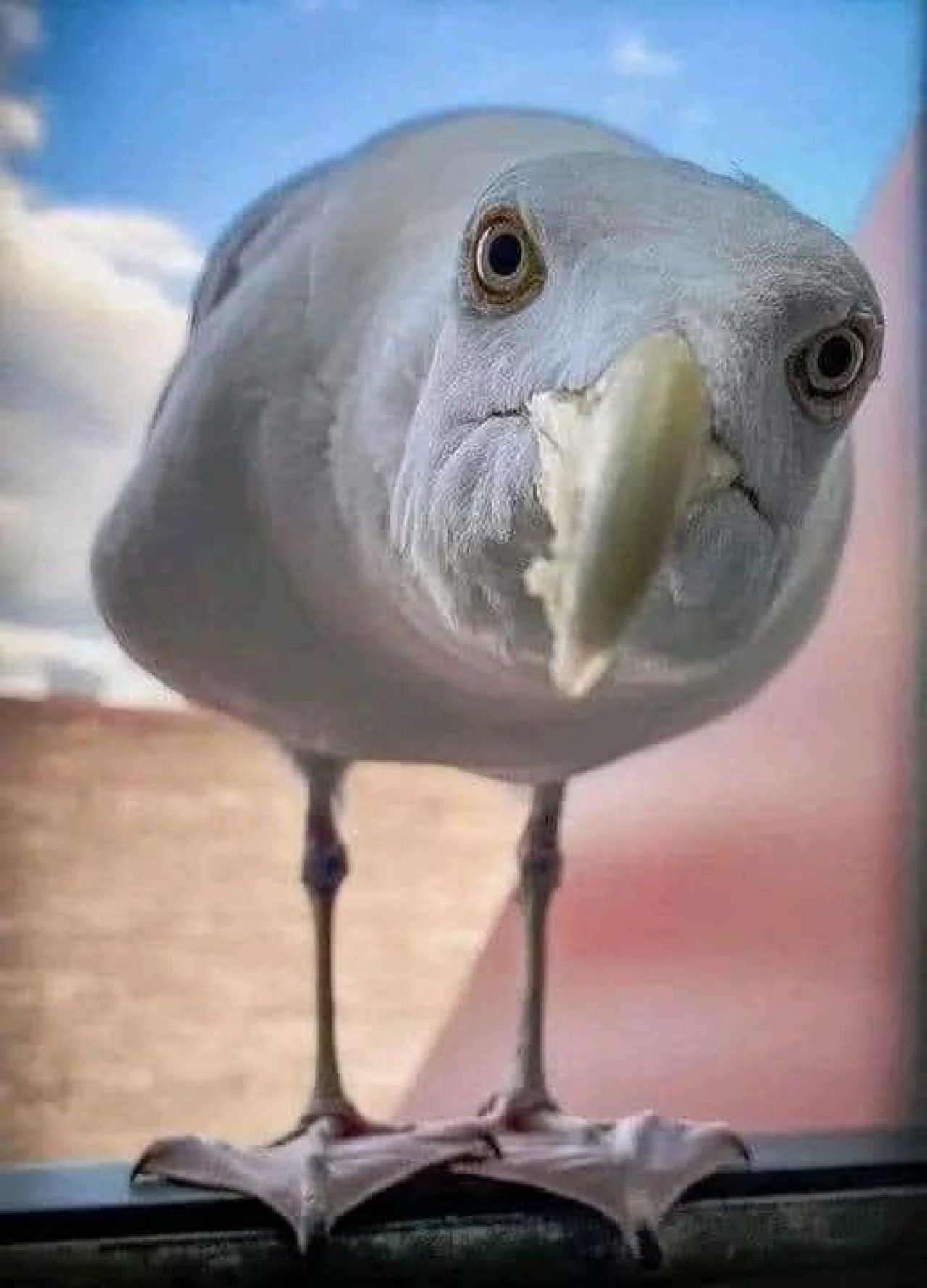 MÅGESTEL ( SEAGULL) Historie INFO OG PRIS ANTYDNINGER